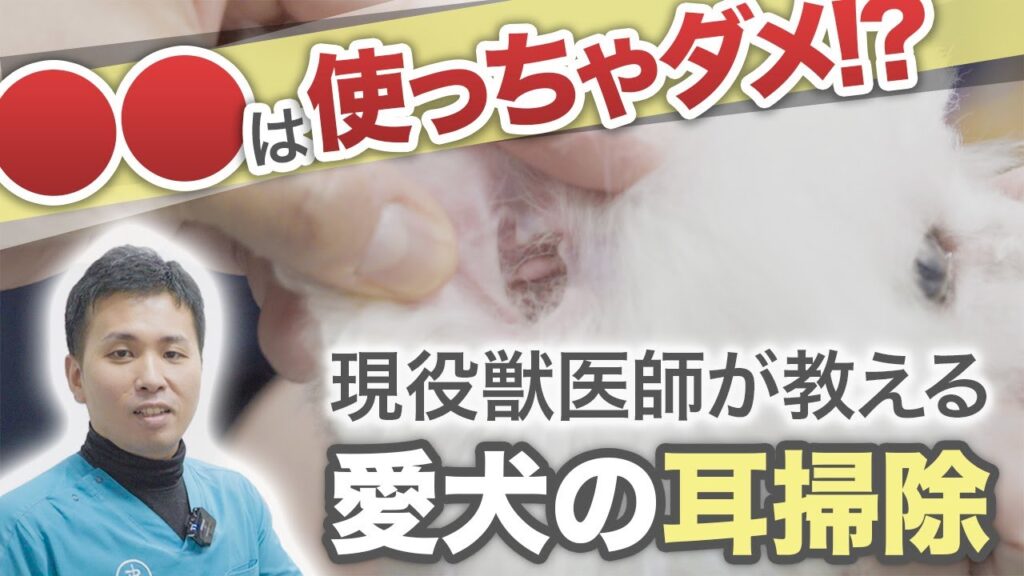 実は〇〇を使ってはいけない!?犬・猫の耳掃除の正しい方法や頻度とは