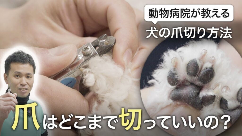 失敗しない!簡単!二人での犬の爪切り!!足裏の毛カットも重要!