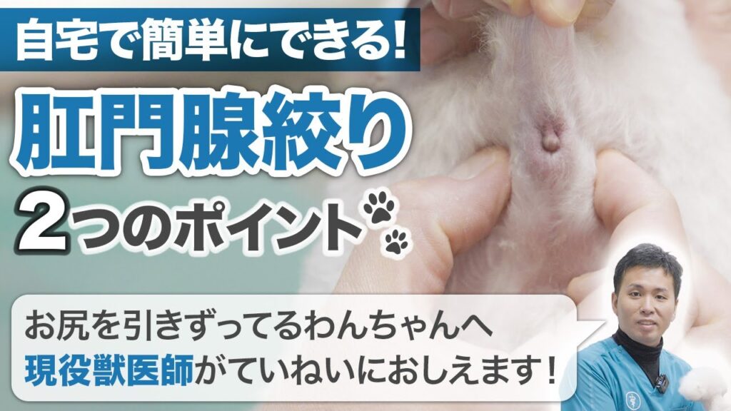 自宅で簡単!肛門腺絞りの2つのポイント!