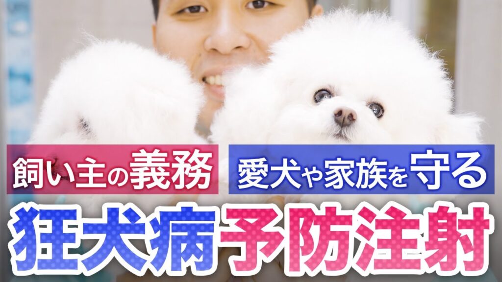 犬の飼い主の義務!注射を打つことで何を防ぐの?