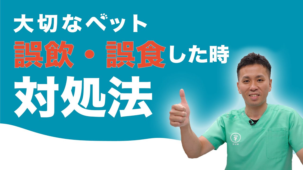 【獣医師が教える！】大切なペットが誤飲・誤食した時の対処法